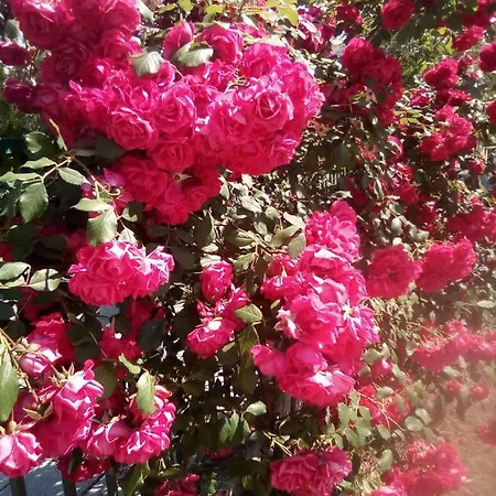 Santa Sofia * Sunny Beach