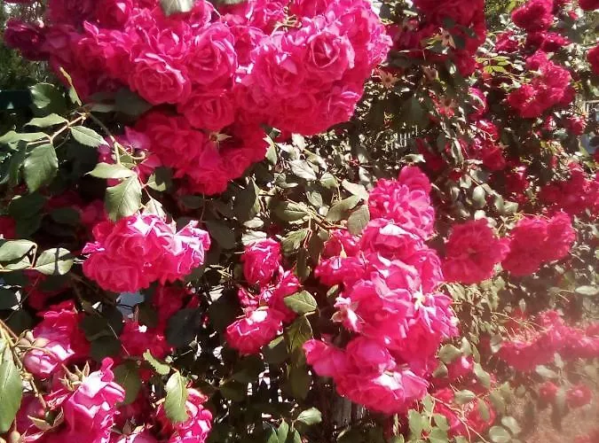 Santa Sofia * Slantchev Briag